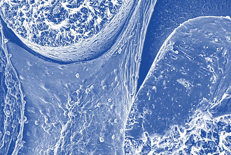  osteoinductive and osteoconductive biomaterial, in vitro testing