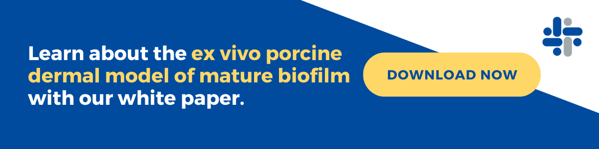 download ex vivo porcine dermal model of mature biofilm