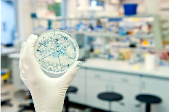 Scientist evaluating a culture disk at a contract research organization lab.