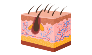 Human Skin Equivalent (HSE) Models for Monoclonal Antibody Drug Development