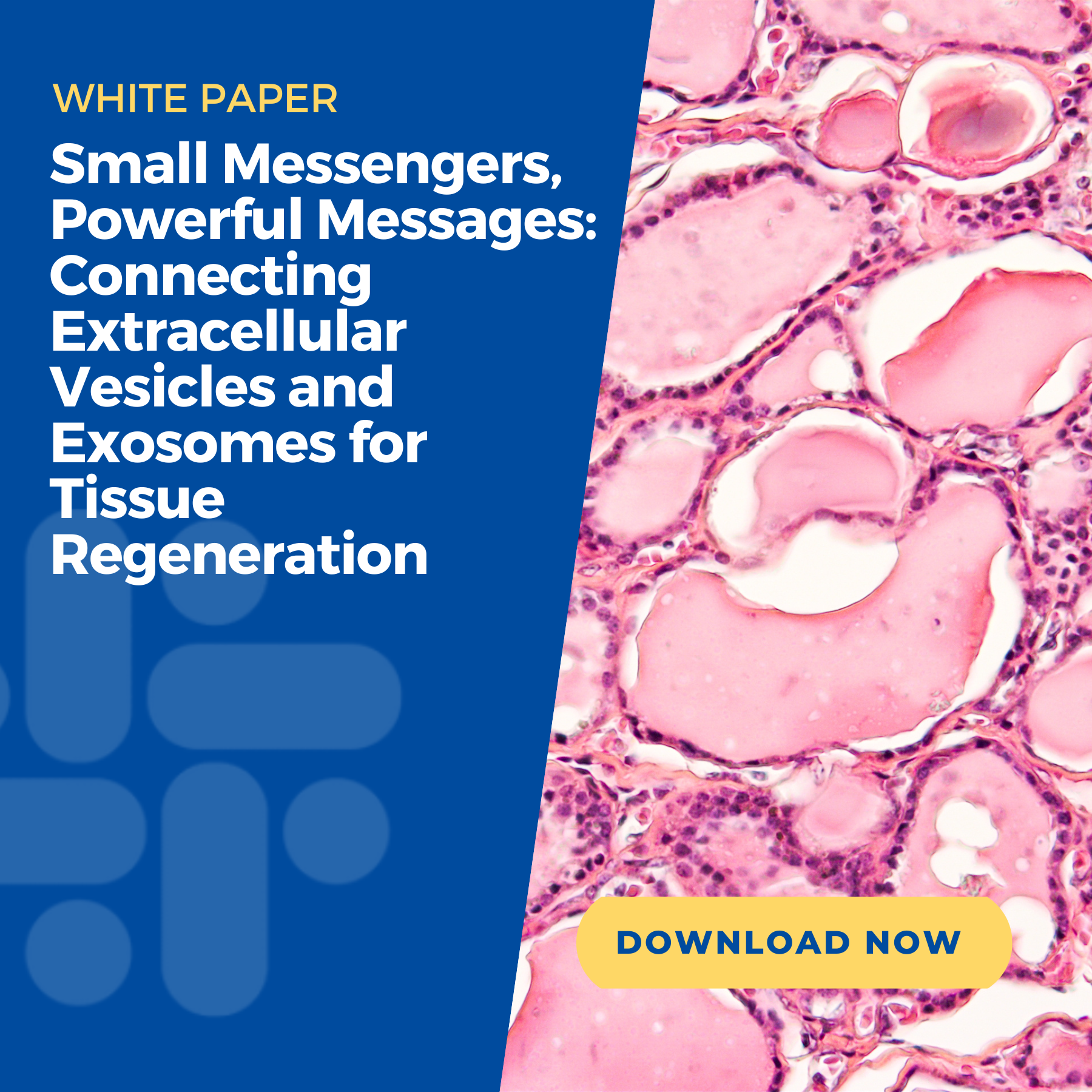Small-Messengers-Powerful-Messages_-Connecting-Extracellular-Vesicles-and-Exosomes-for-Tissue-Regeneration-Image