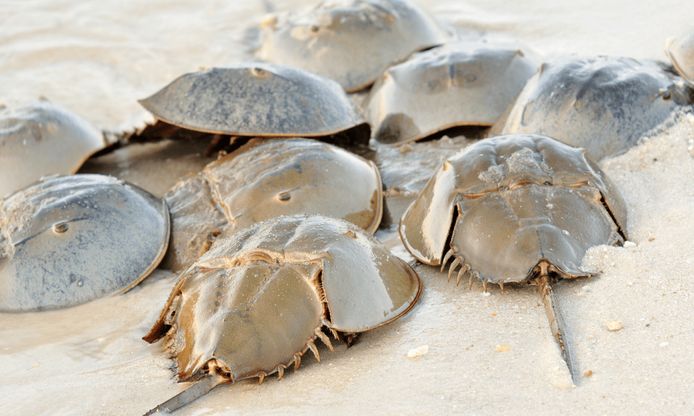 A photo of horseshoe crabs on the beach. endotoxin testing, pyrogen testing