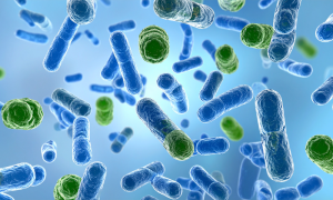 Microscopic image of bacteria used in antimicrobial 510 k efficacy testing
