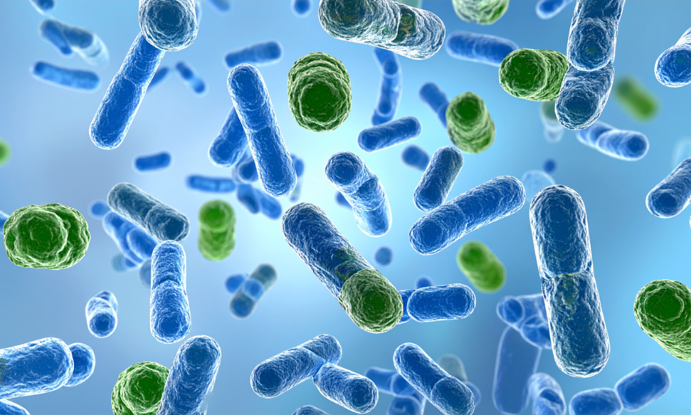 Microscopic image of bacteria used in antimicrobial 510 k efficacy testing